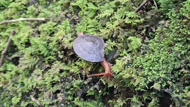 Plectotropis on the grass. Plectotropis is a genus of air-breathing land snails, terrestrial pulmonate gastropod mollusks in the family Camaenidae.