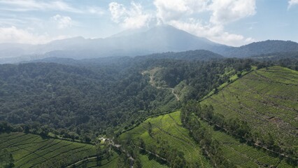 Obraz premium Lush Green Mountain Tea Plantation Landscape with Forest and Misty Hills