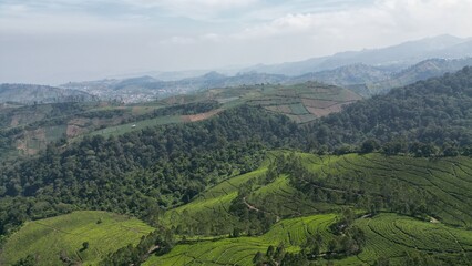 Fototapeta premium Aerial Mountain Tea Plantation with Terraced Green Fields and Forest
