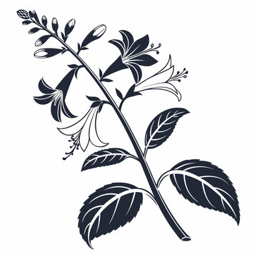 Plectranthus Flower Branch with Tubular Blooms and Symmetrical Leaves Line Drawing Illustration