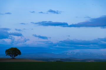 北海道美瑛2025春-畑のある風景-09