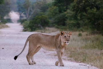 Obraz premium Majestic lioness walking through Kruger National Park in South Africa at dusk