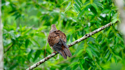 Macropygia unchall (Barred Cuckoo-Dove). The barred cuckoo-dove occurs from the Himalayas to Southeast Asia.