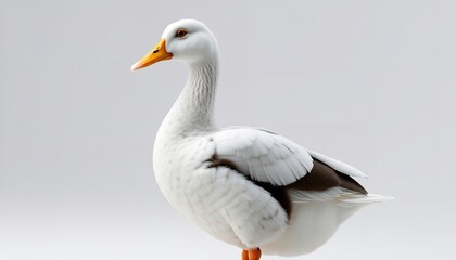 Obraz premium White goose portrait with orange beak against light background