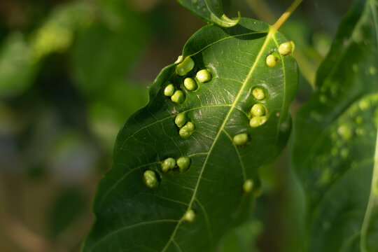 Macro photography of a green leaf infected with plant galls caused by insects or fungi, illustrating botanical pathology in nature