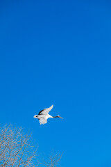 Fototapeta premium Red-crowned Cranes in Tsurui Village on a Clear Winter Day, Hokkaido, Japan