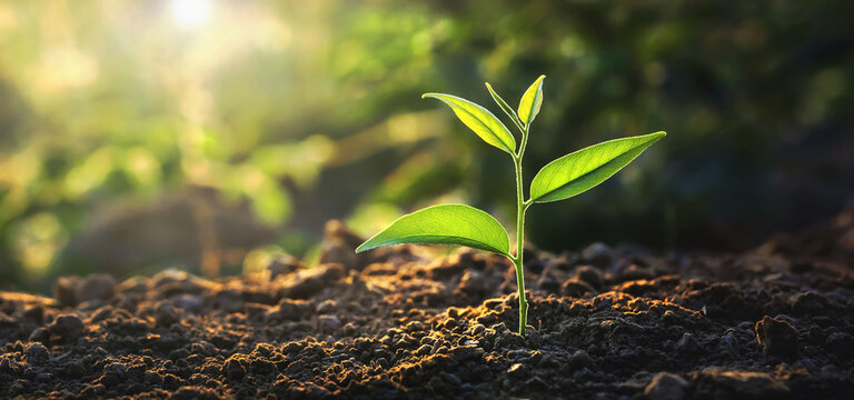 small green plant is growing in the dirt