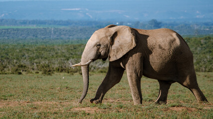 Obraz premium Majestic elephant strolling through Addo Elephant Park in South Africas breathtaking wilderness