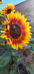 Obraz premium Flowers, sunflowers, nature outdoors bee