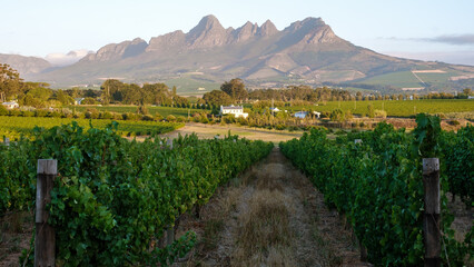 Vibrant vineyards in Stellenbosch with stunning mountain views under the warm South African sun