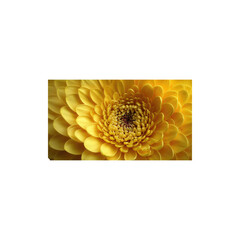 Yellow chrysanthemum flower macro close up with detailed petals natural floral bloom botanical beauty isolated on white background