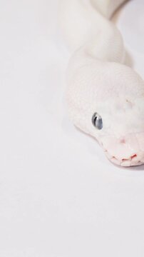 Vertical Close Up of Albino Ball Python Flicking Tongue