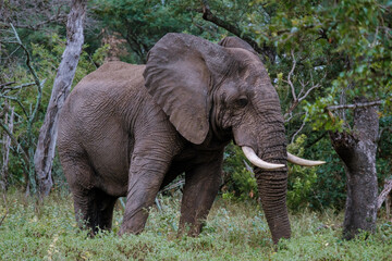 Fototapeta premium Majestic elephant wandering through lush greenery in Kruger National Park, South Africa