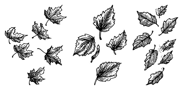 Collection of falling autumn leaves scattered in the wind sketch style