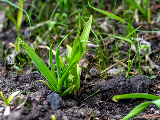 green shoots of bear onion, plants with the Latin name ursinum in the garden in spring