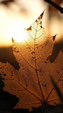Autumn maple leaf with sunlight shining through