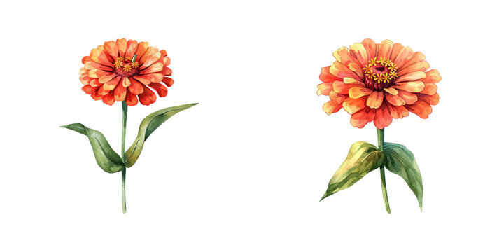 zinnia flower watercolor vector illustration