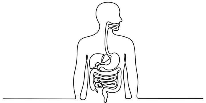 A minimalist continuous line drawing illustrating the human digestive system organs Vector, illustration