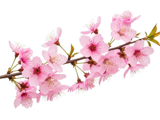 Naklejka premium Pink cherry blossoms on a branch isolated on transparent background