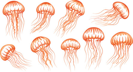 Jellyfish Sea Creature Illustration Set with Flowing Tentacles and Organic Shapes for Marine Life, Ocean Themes, and Aquatic Design Projects © MstSuborna