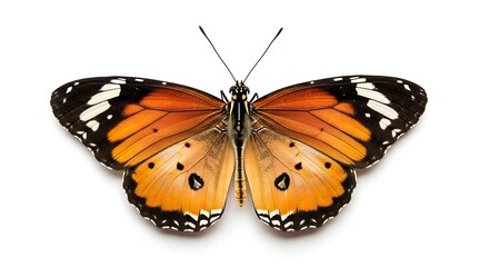 Fototapeta premium A vibrant orange butterfly with black and white markings spreads its wings against a clean white background.