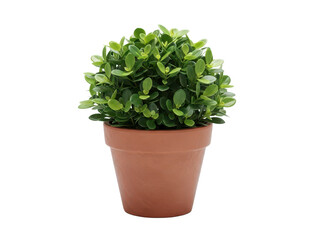 Obraz premium Small green plant in a terracotta pot on a transparent background