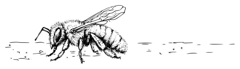 realistic honey bee walking on surface drawing
