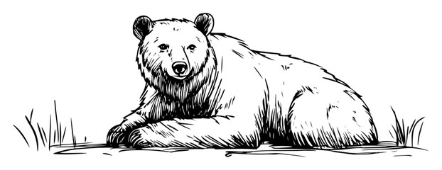 bear lying down on ground resting sketch © Kaz