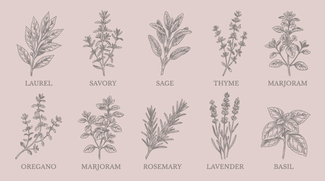Elegant hand-drawn vector sketch set of nine common aromatic herbs including basil, sage and lavender, concept for food packaging design, natural cosmetics branding and herbal product advertising