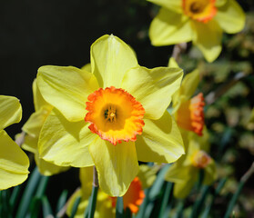 The heart of a yellow daffodil flower