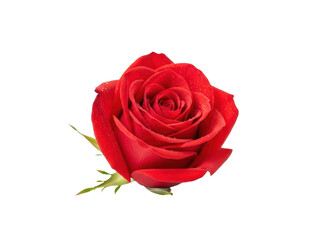 A single red rose on a transparent background