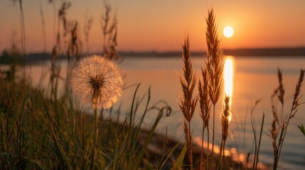 Serene sunset view over a lake, with delicate wildflowers and tall grass in the foreground