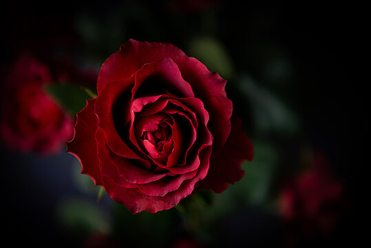 Single red rose