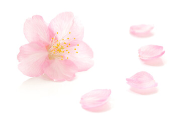 桜 花びら ピンク 春 白 背景