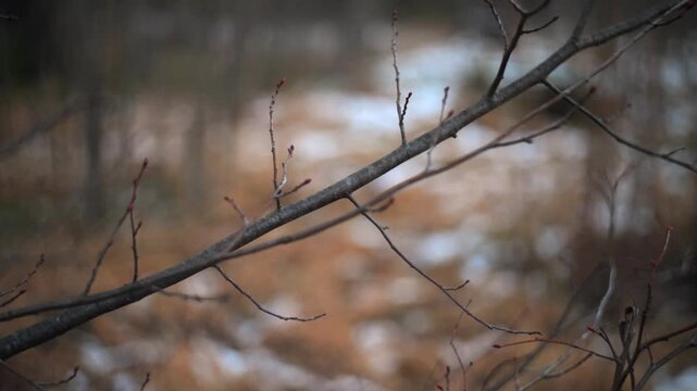 Winter landscape showcasing delicate branches and blanket of snow above