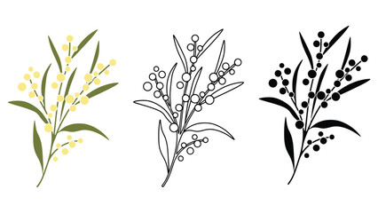 An illustration of Acacia pycnantha, also known as the golden wattle, in three different styles.