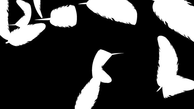 Vector illustration of flying bird feather flying with black screen