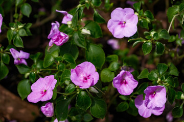 a small branches of bizzy lizzy impatiens with vivid violet flowers in shade of big tree with spot sun shine