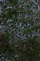 Frosty grass