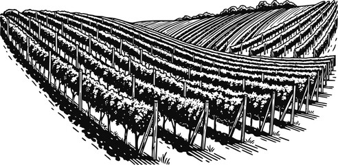Fototapeta premium Rows of grapevines on a vineyard hill, detailed black and white agricultural landscape illustration
