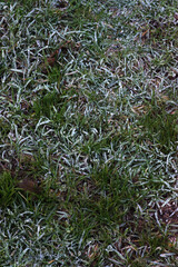 Frosty grass