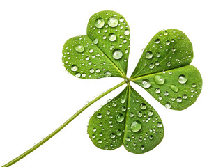 four leaf clover isolated on white
