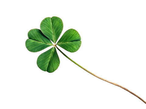 four leaf clover