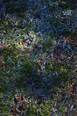 Frosty grass