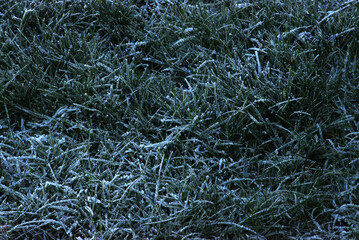 Frosty grass