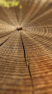 Close-up view of a tree stump showing intricate growth rings and deep cracks, highlighting the natural texture and patterns of aged wood.