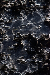 Sunlight on iced over leaves