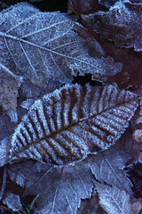 Frost on leaves
