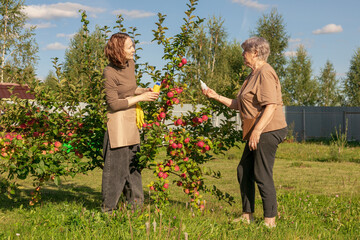 women meet and discuss the apple harvest