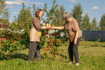 women meet and discuss the apple harvest